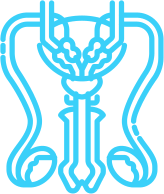 Prostate Cancer